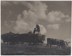 old photo of hay farming